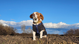 Jaj úgy élvezem én a sétát