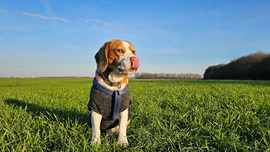 Ízlelgetjük a tavaszt