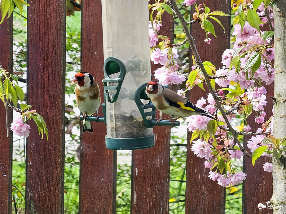 Az utolsó(előtti) vacsora