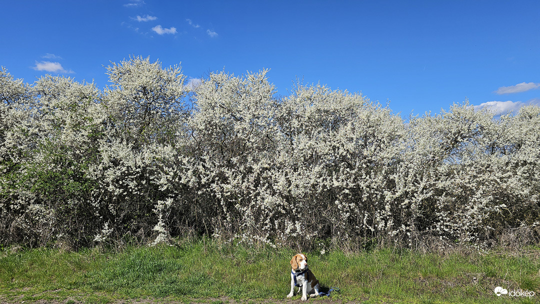Virágzó kökénybokrok