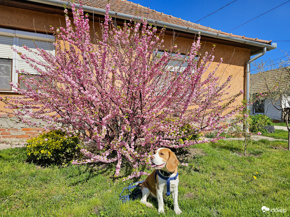 Maci a málnásban...