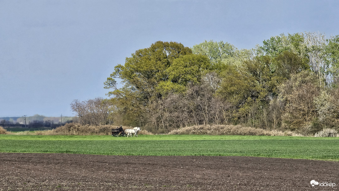 Fogathajtás a Makkos-erdőnél