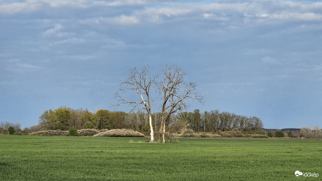 Nem látod a fától az erdőt?