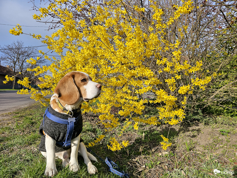 Aranyvessző a Családomra