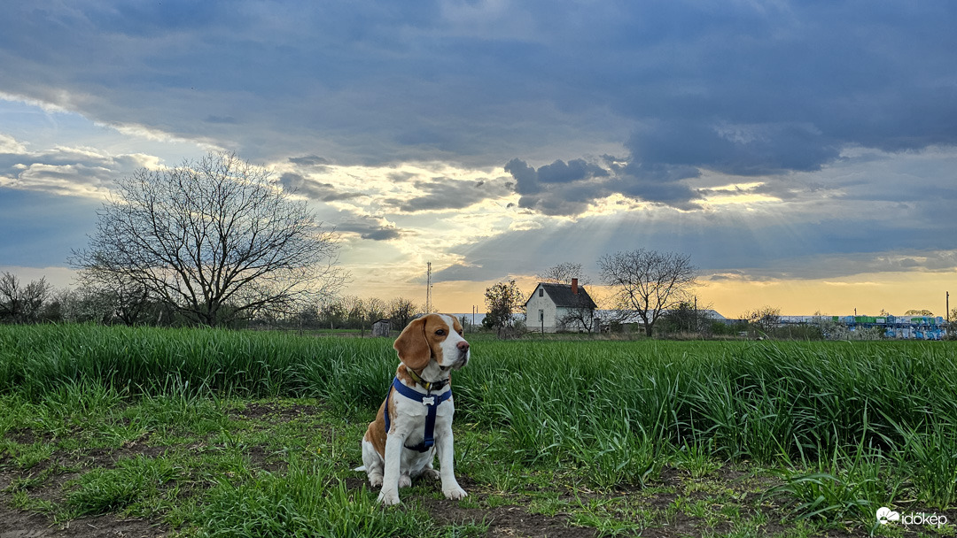 Tanyasi őrszolgálat