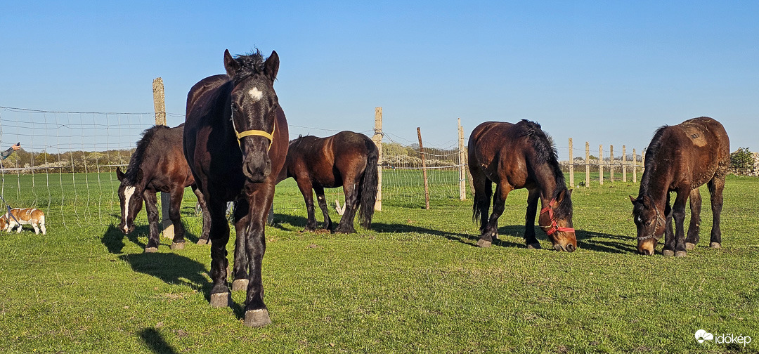 Nézd Maci, ők meg pacik!