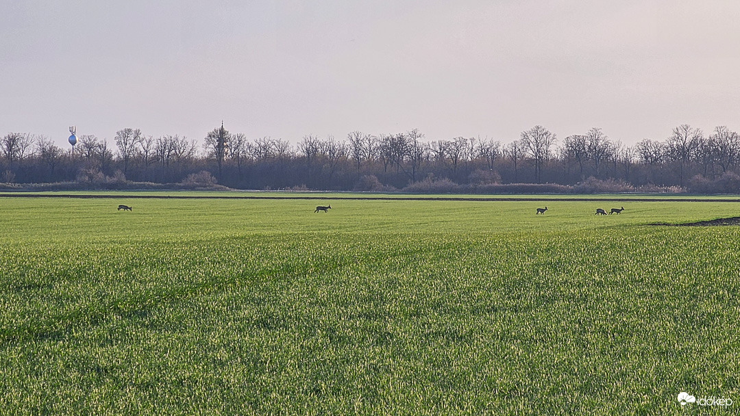 Taktikai visszavonulás