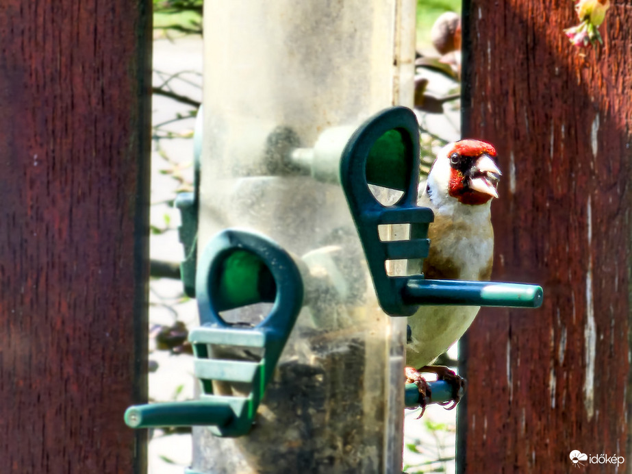 "Ez már madármaffia…"