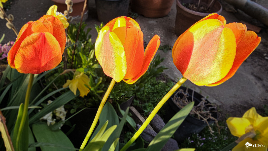 A három testőr (kabátban)