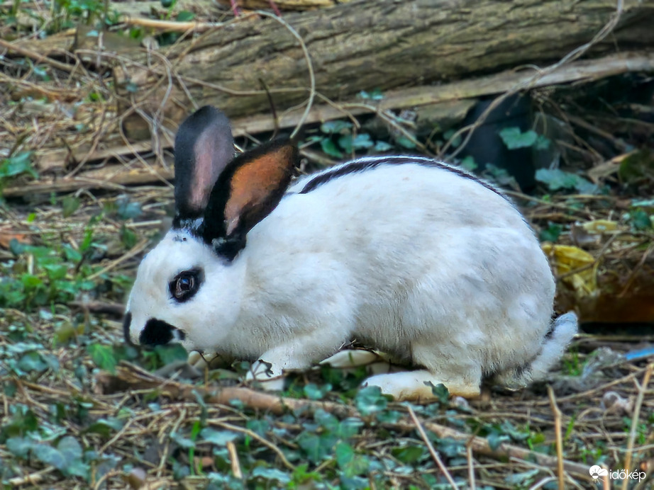 Váratlan találkozás