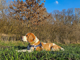 Maci lopakodó üzemmódban