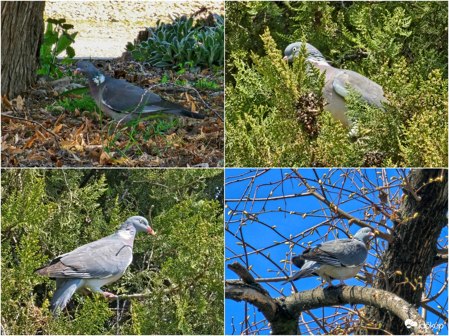 Cook kapitány fészkelődése