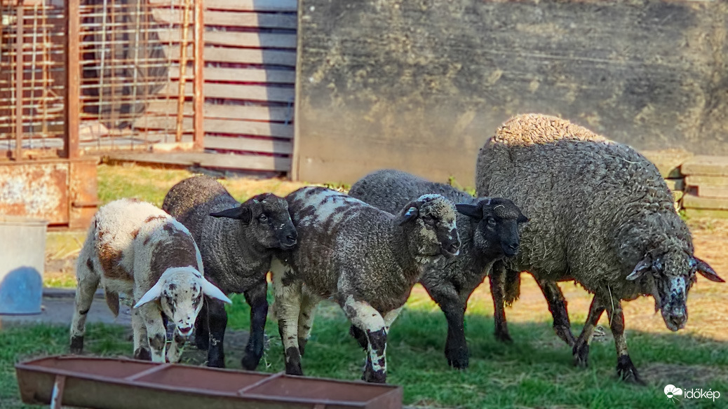 Kérjük a vacsorát most azonnal!