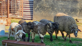 Kérjük a vacsorát most azonnal!