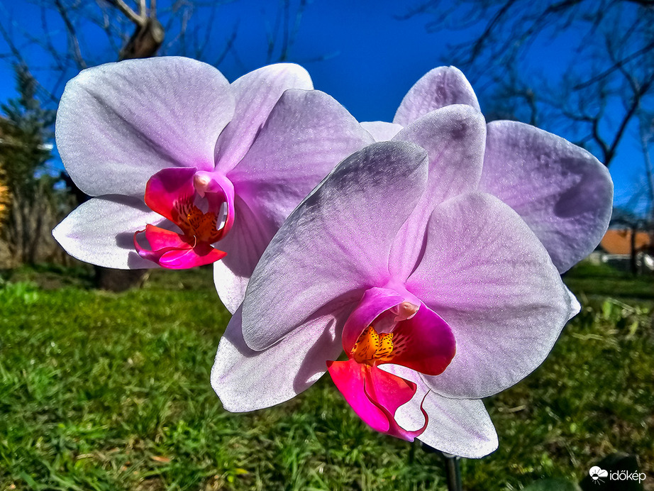 Orchidea a tavaszi napfényben