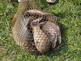 Az egyik horgász zsákmánya