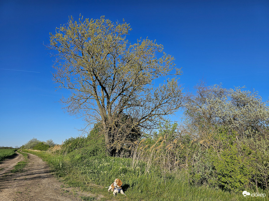 A fáradt vándor megpihent