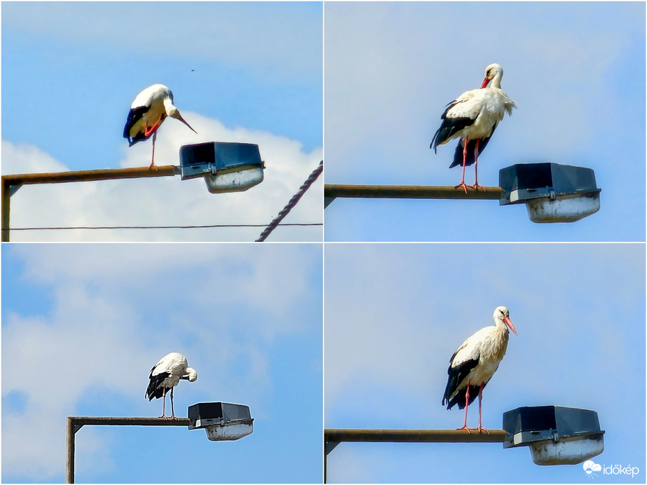 Azok a fránya bolhák!