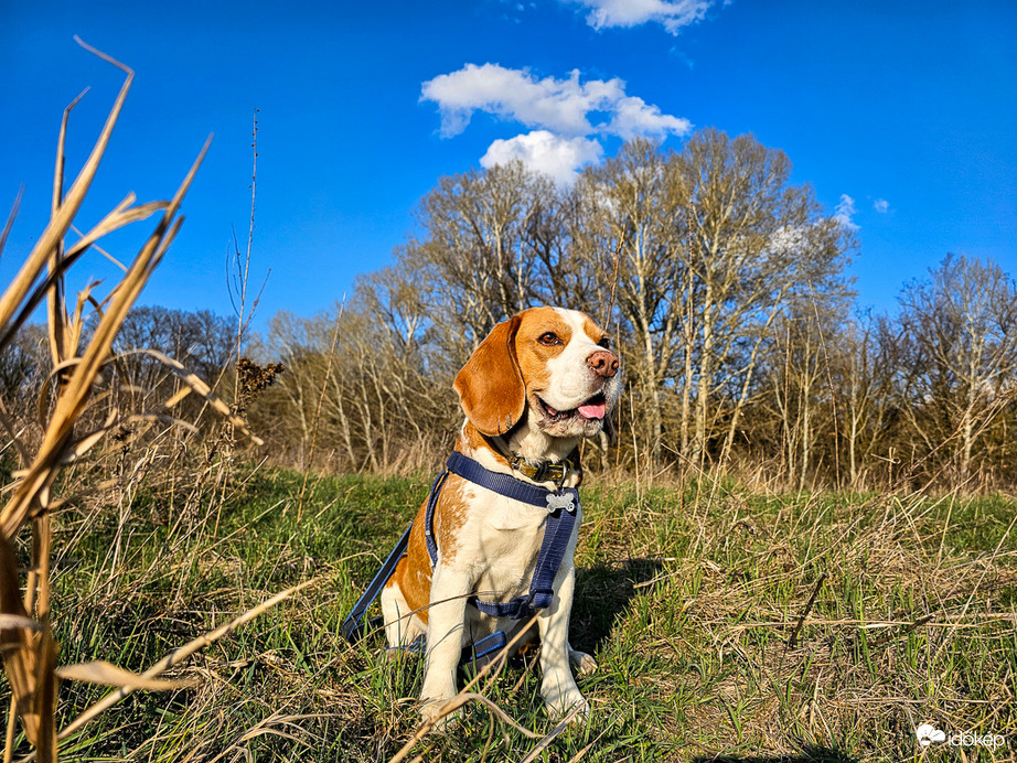 Maci, a tavaszi őrjárat büszke parancsnoka