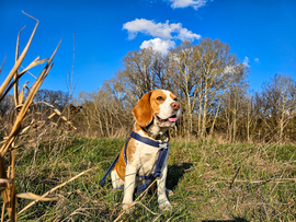 Maci, a tavaszi őrjárat büszke parancsnoka