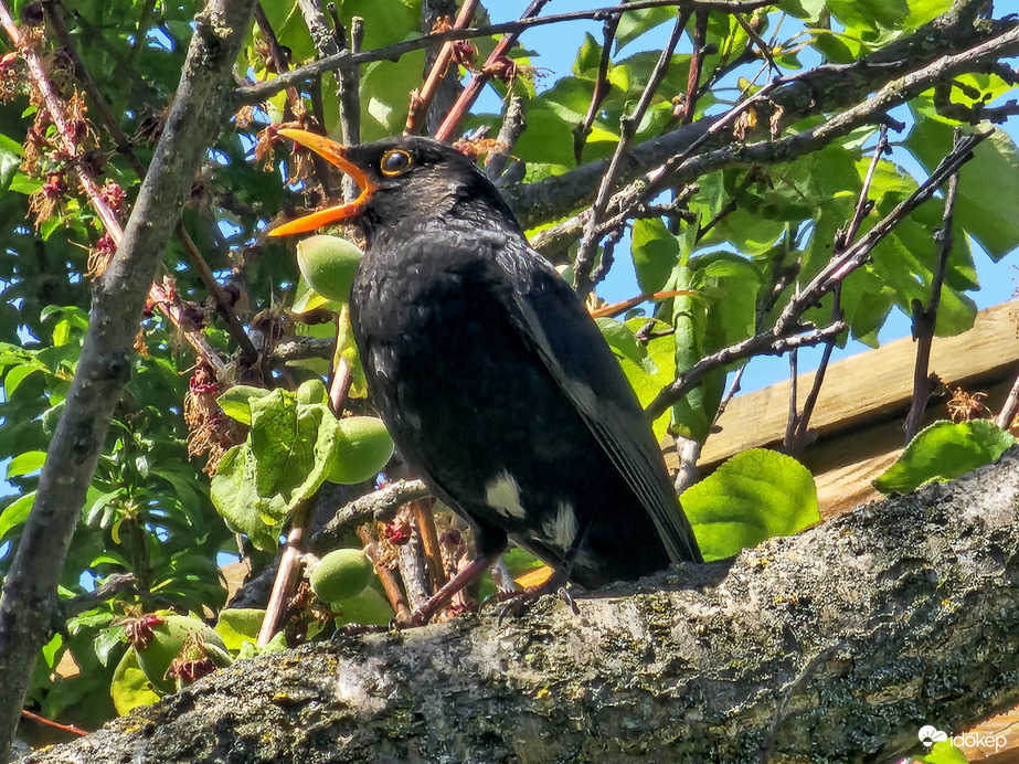 Közhírré tétetik!