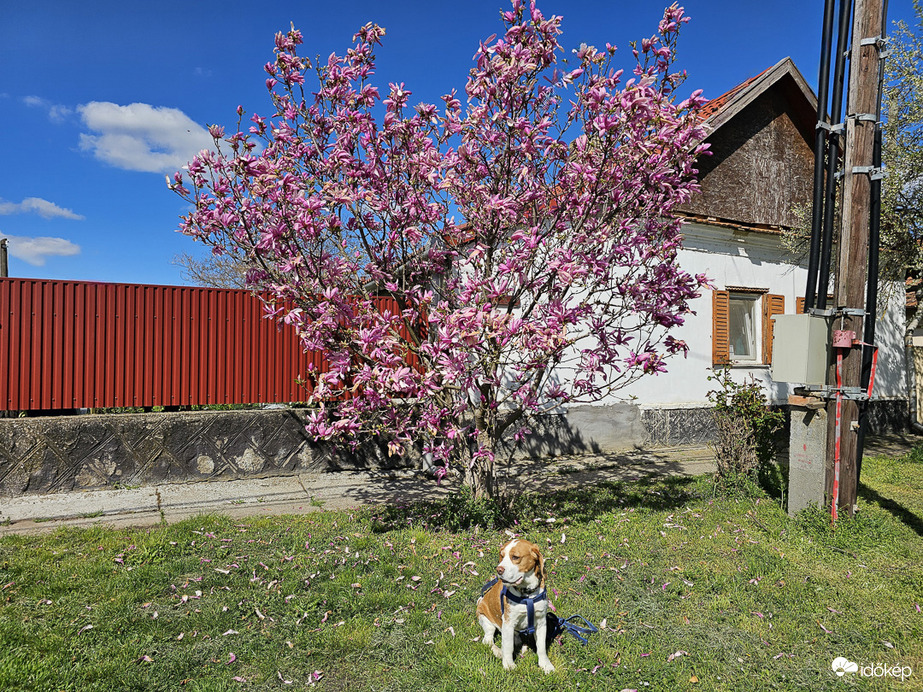 Aki a magnóliát szereti rossz kutya nem lehet...