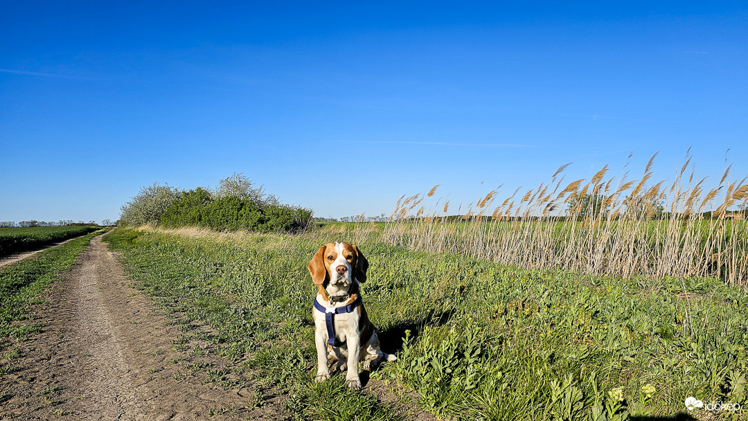 Csősz szolgálatban