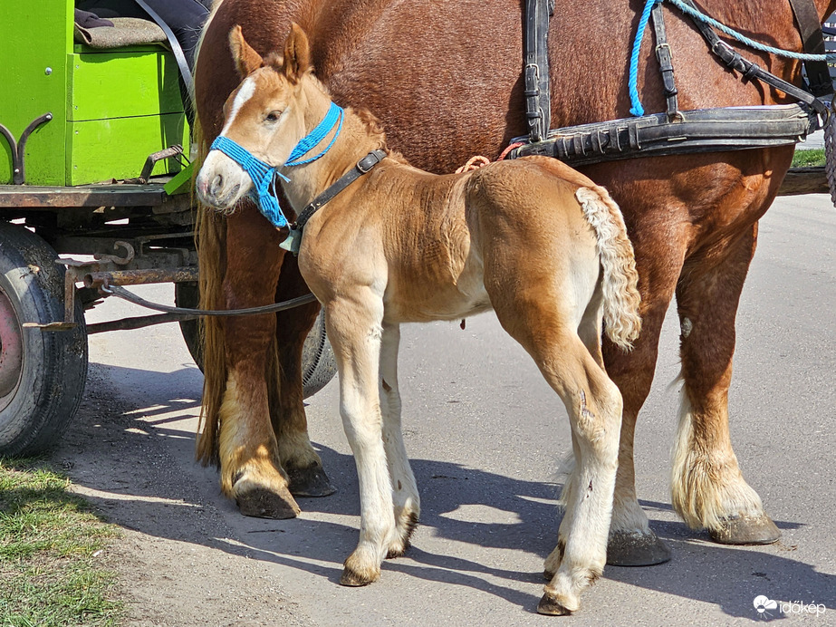Új gyakornok a fogatban
