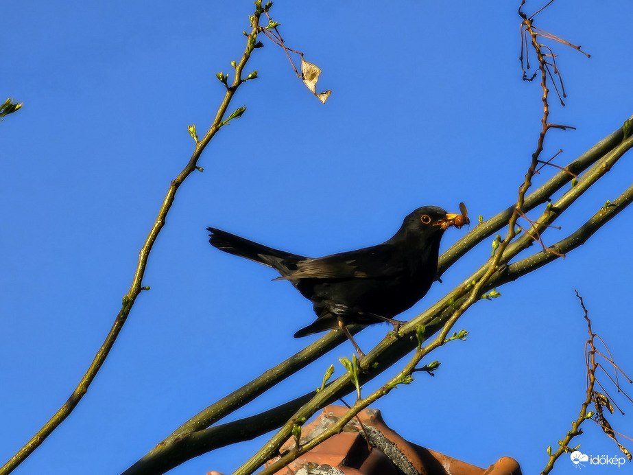 Közhírré tétetik: Megvan a vacsora!