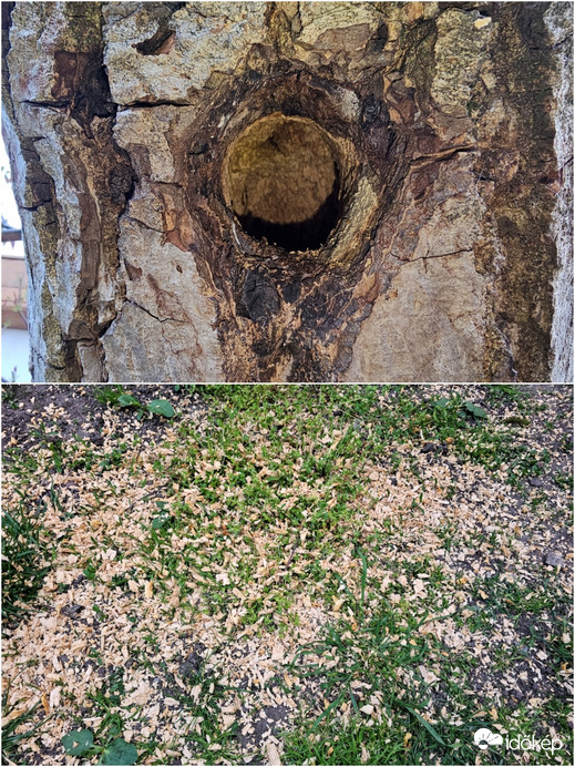 Asztalos KTSZ – Örök lakás