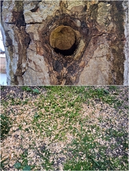 Asztalos KTSZ – Örök lakás