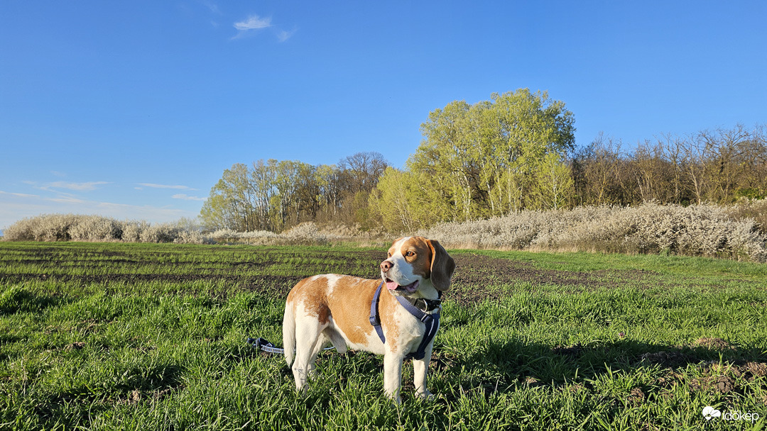 Húsvéti séta a Makkos-erdőnél