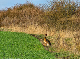 Egy félénkebb rokon a mezőn