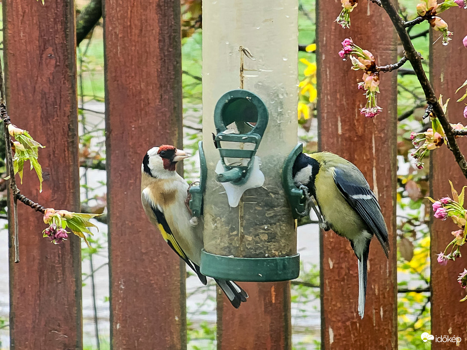 "Az éhezők viadala"