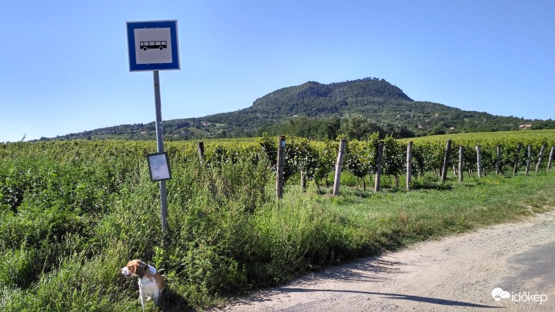 "Majd én megyek a strandra, ha nem visztek" :)