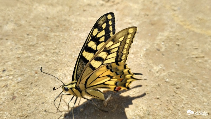 Lepke