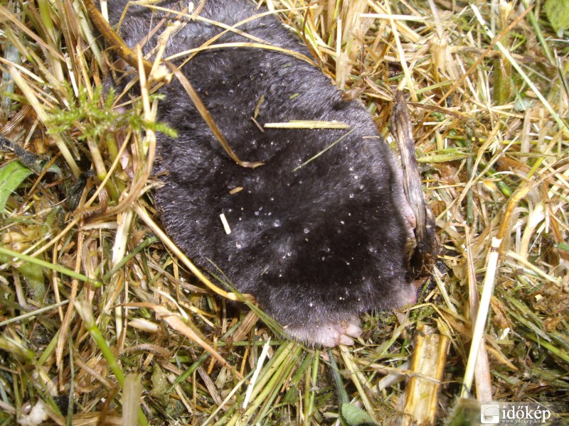 Kisvakond