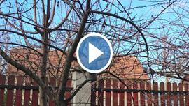 A világ legpörgősebb McDrive-ja: rendelés, átvétel és távozás 0,5 másodperc alatt.