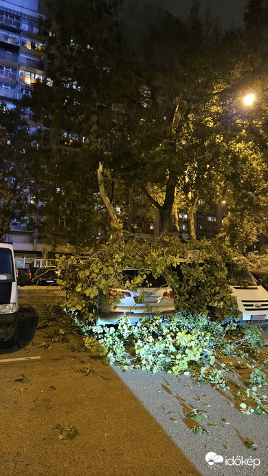 Autókra dőlt a fa