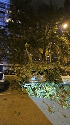 Autókra dőlt a fa