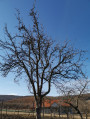 Nyíregyháza