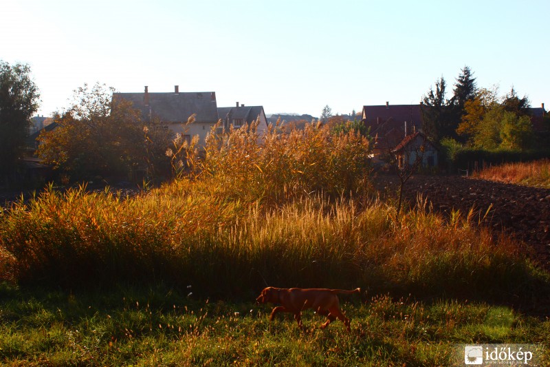 Kis \"vadász\" a kertben