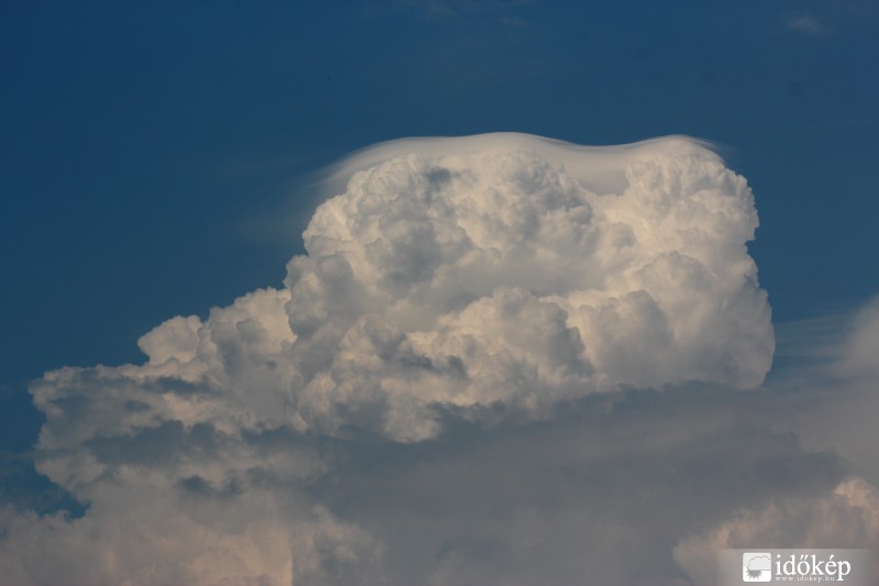 Cu pileus