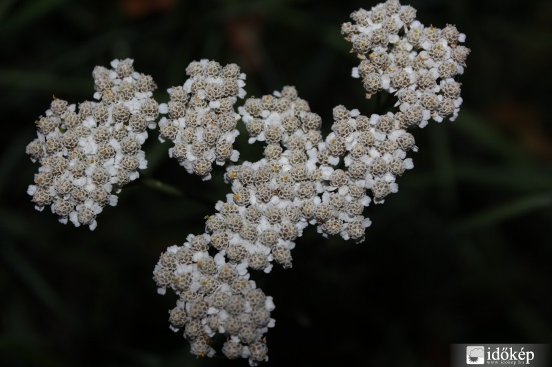 Kis \"hógolyók\" :)