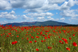 A Naszály pipacsos előtérrel