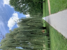 Balaton