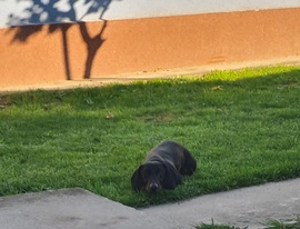 Mikor dobod már a labdám?
