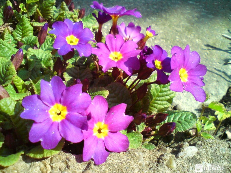 tavaszi napsütésben