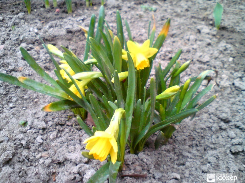 elsö mini nárciszom :)