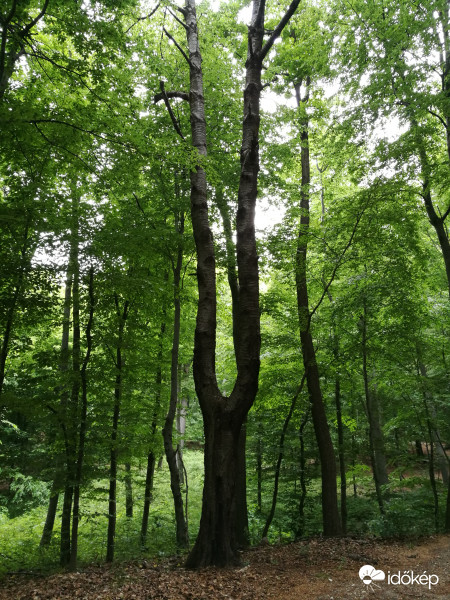 Erdei hangvilla